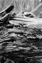 Fungi on fallen tree - 2