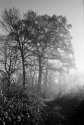 December morning frost