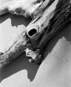 Beach wood in the summer.