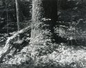 Sonatas VII-1 (Allegretto) The Faerie Dance Sonata