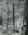 Sonatas VII-4 (Allegretto) The Faerie Dance Sonata