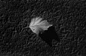 Single leaf on dry asphalt