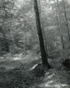 Sonatas VII-5 (Dolce Capriccioso) The Faerie Dance Sonata