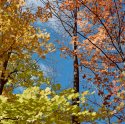 Autumn is like a perhaps hand... (3)