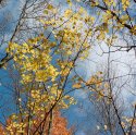 Autumn is like a perhaps hand... (2)