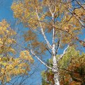 Autumn is like a perhaps hand... (1)