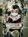 Gorilla and Fish