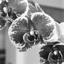 Learning macrophotography