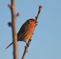 House Finch