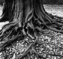 Roots