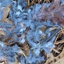 the remains of the jay