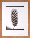 Calathea – Platinum Print