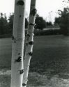 Birch Trunks