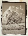Battle Creek Tree