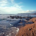 Along The Shore