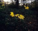 Late autumn colour