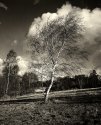 WEALD 01