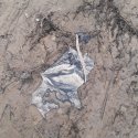 Sycamore Leaf In River Sand