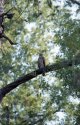 Cooper's Hawk