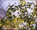 Ginko against the sky