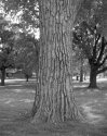 Cottonwood