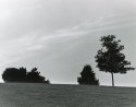 Watched by Trees