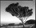 Ft Rosecrans Tree
