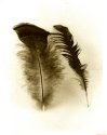 Feathers - 002