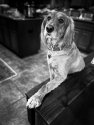 The most interesting dog in the world.