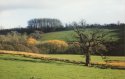 Old Oak