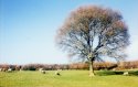 Lue Farm Sheep