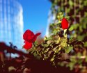 Backyard Roses