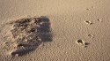 Prints in the sand