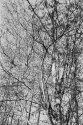 Winter trees - 1