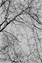 Winter trees - 2
