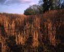 Winter light and snow melt