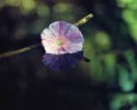Flower on Water