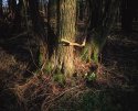 Late afternoon in the woods