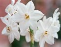 Paperwhite Flowers