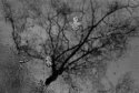Tree and two leaves