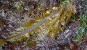 kelp