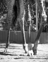 Legs, comments welcome
