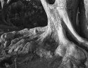 Roots, comments welcome