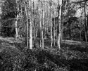 Early spring / later winter - woods scene