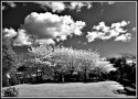 Infrared