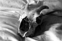 Still life with skull