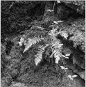 Ferns