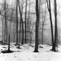 Foggy Trees #2