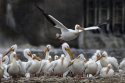 Pelicans