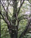 Rhus Toxicodendron aka Toxicodendron Radicans